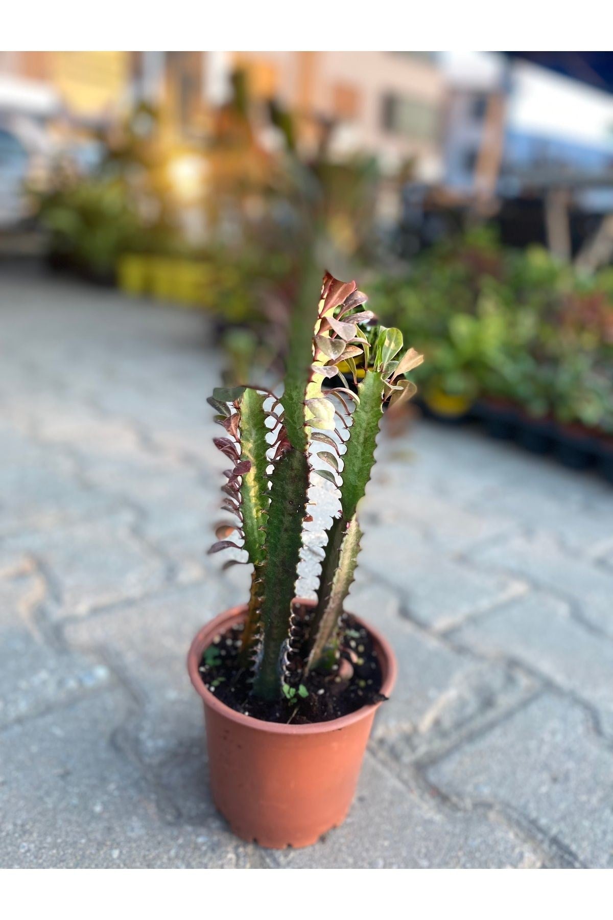Euphorbia trigona- süt ağacı çiçeği kaktüs suklent saksı capı8.5 cm boy 10-15 cm