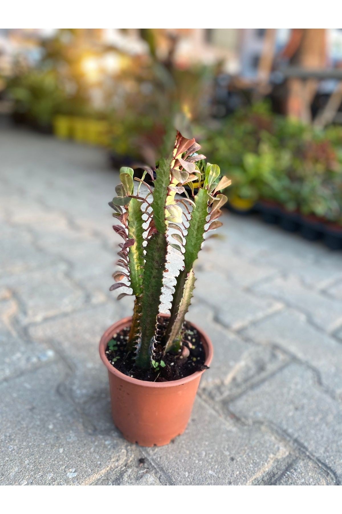 Euphorbia trigona- süt ağacı çiçeği kaktüs suklent saksı capı8.5 cm boy 10-15 cm
