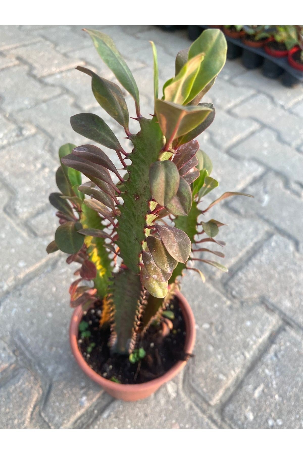Euphorbia trigona- süt ağacı çiçeği kaktüs suklent saksı capı8.5 cm boy 10-15 cm