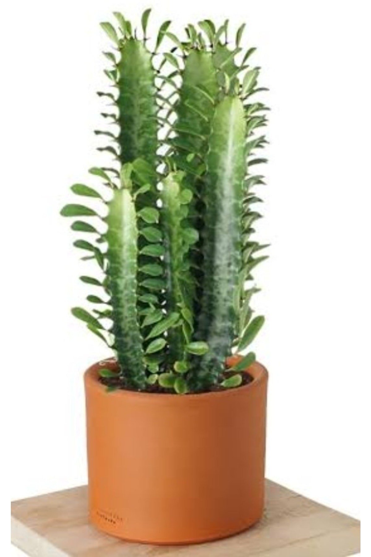 Euphorbia Trigona Toprak Saksıda (süt Ağacı)