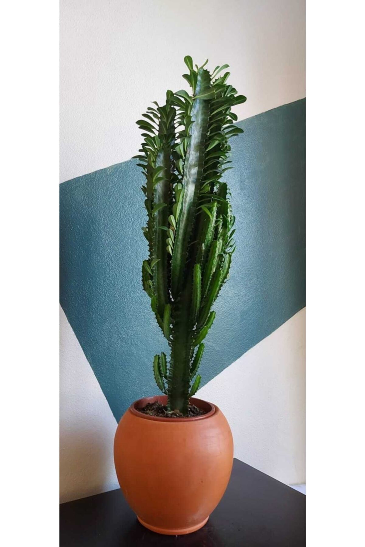 Euphorbia Trigona Xl - Süt Ağacı 80 Cm