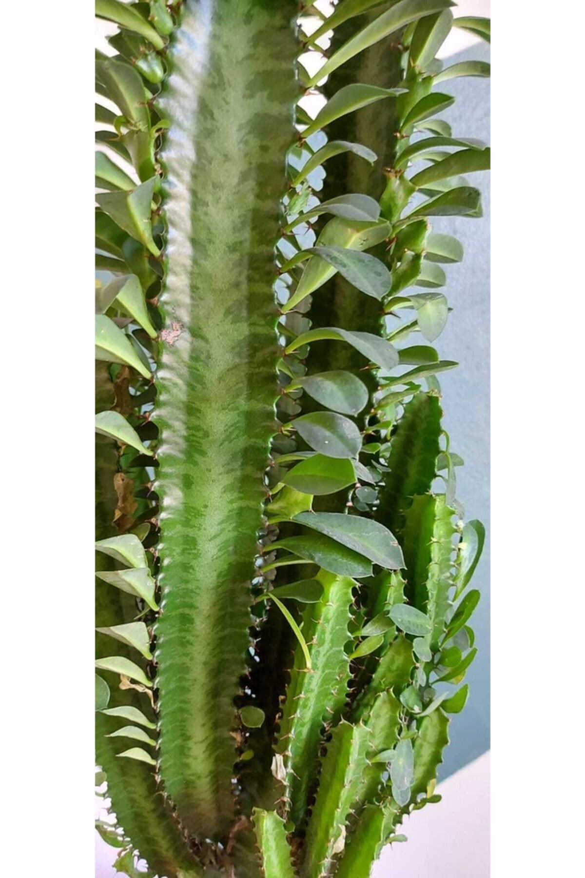 Euphorbia Trigona Xl - Süt Ağacı 80 Cm