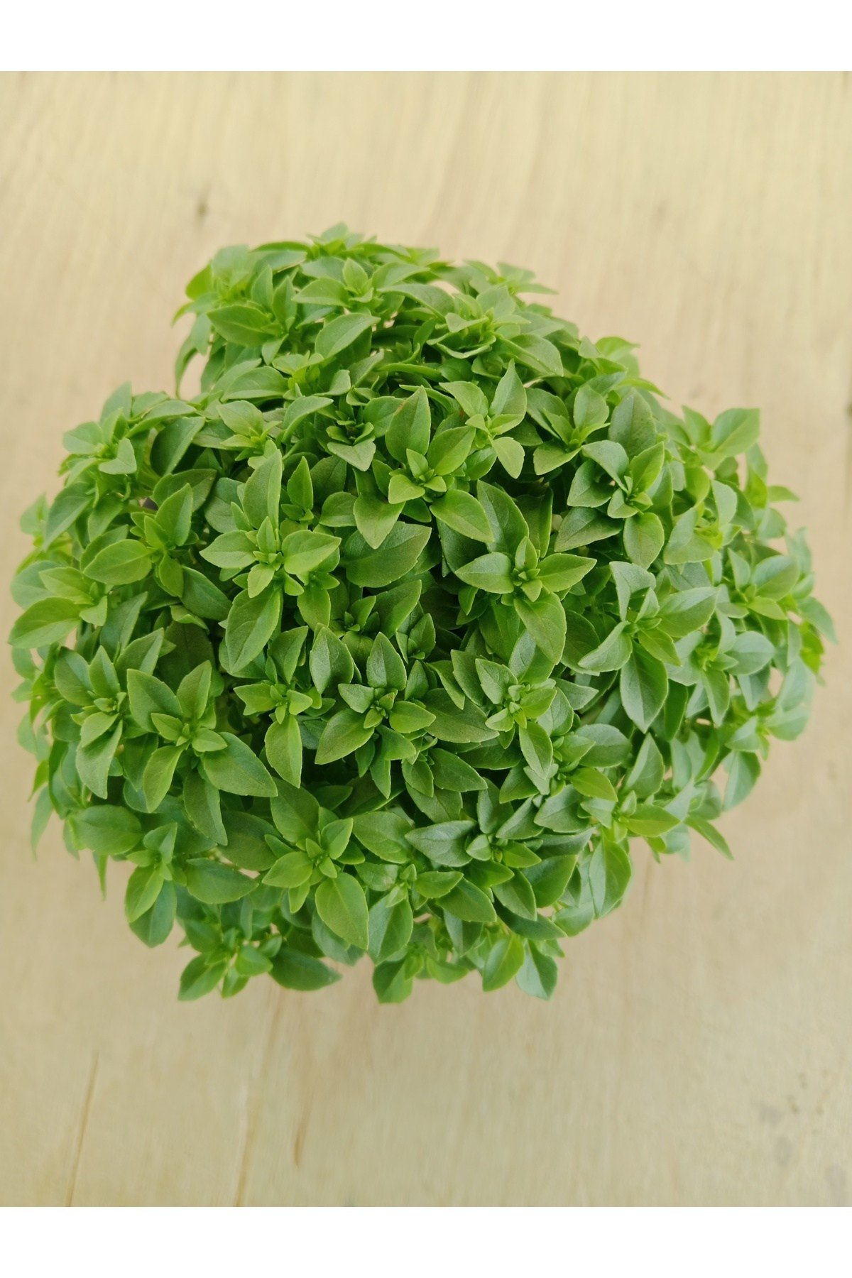 Fesleğen Kokulu 12 cm Saksıda Canlı