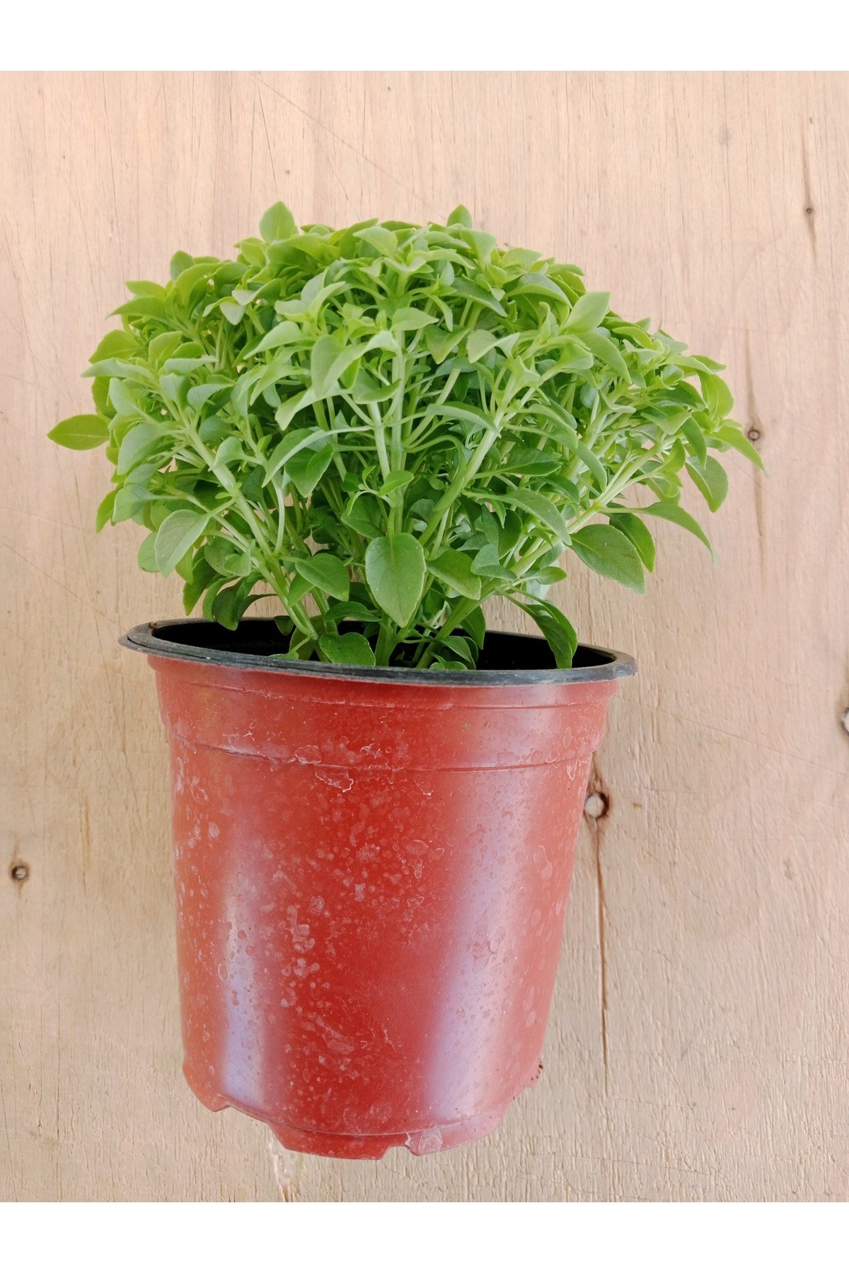 Fesleğen Kokulu 12 cm Saksıda Canlı