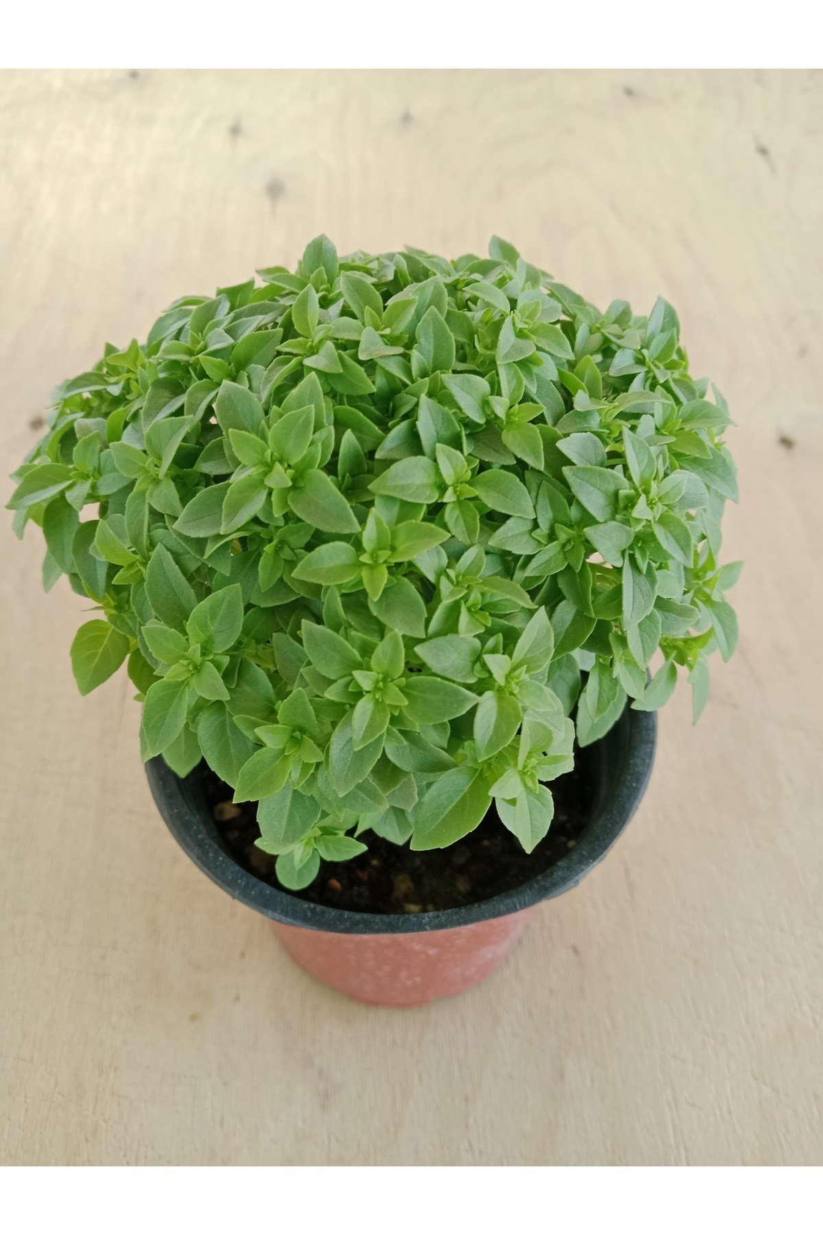 Fesleğen Kokulu 12 cm Saksıda Canlı
