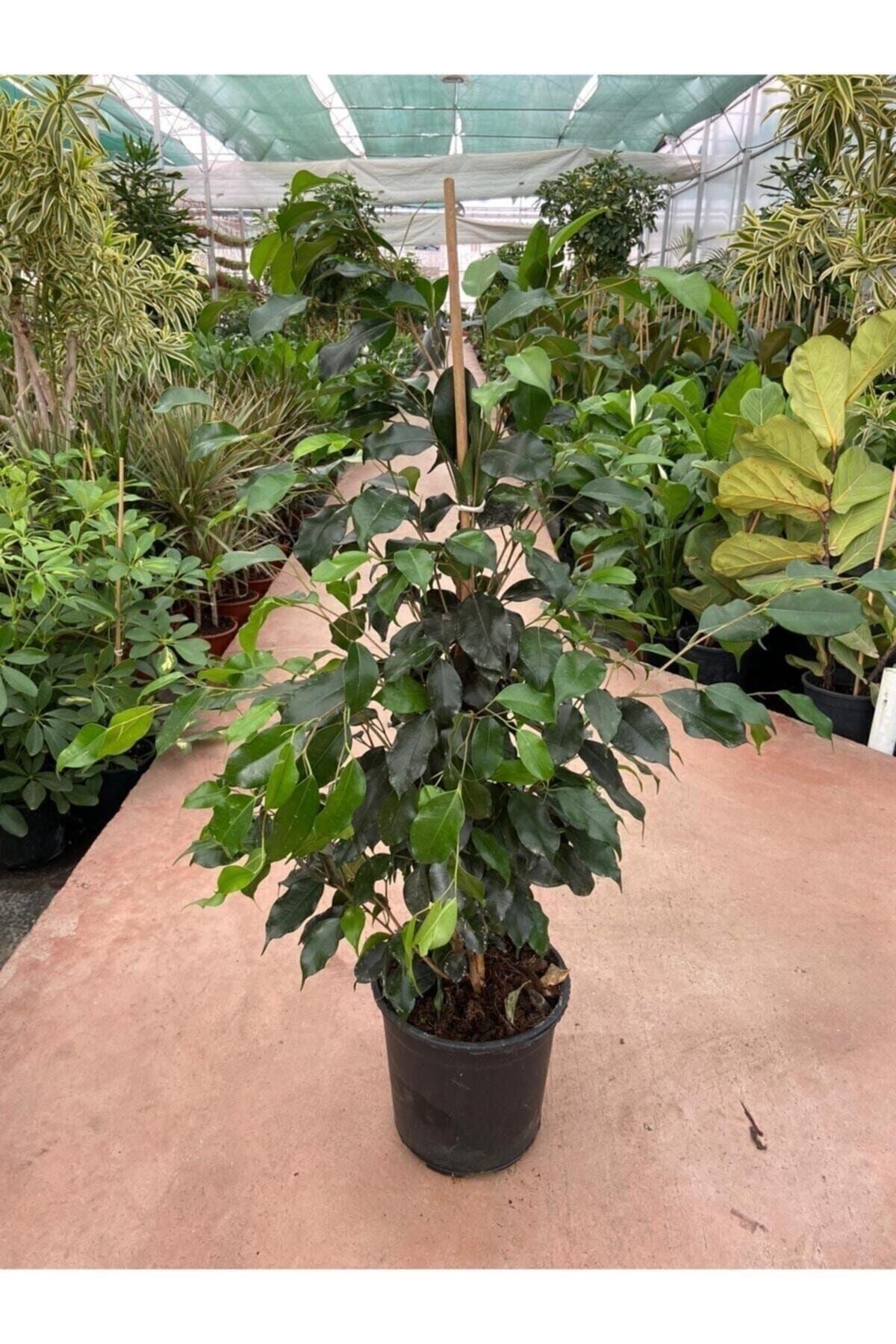 Ficus Benjamin Salon Bitkisi 60-100cm