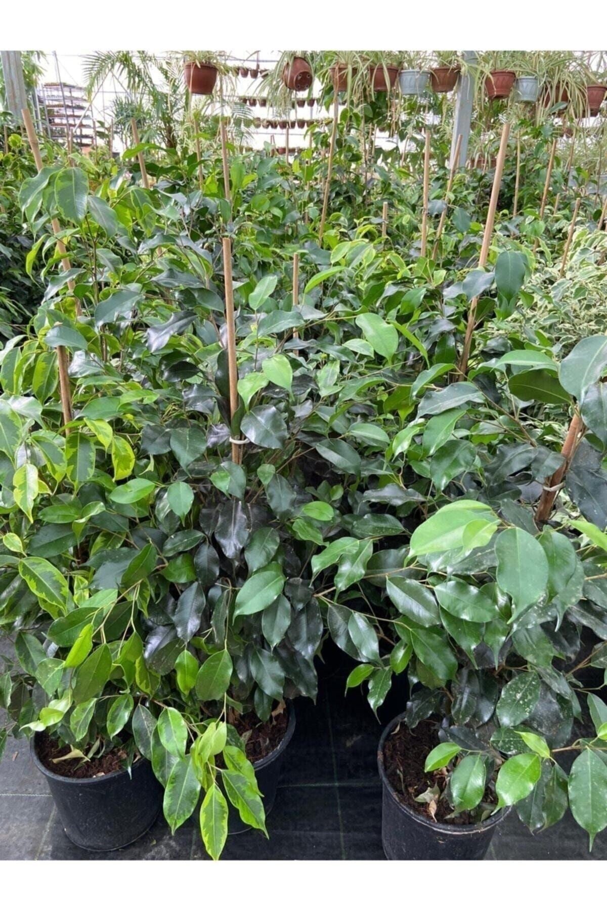 Ficus Benjamin Salon Bitkisi 60-100cm