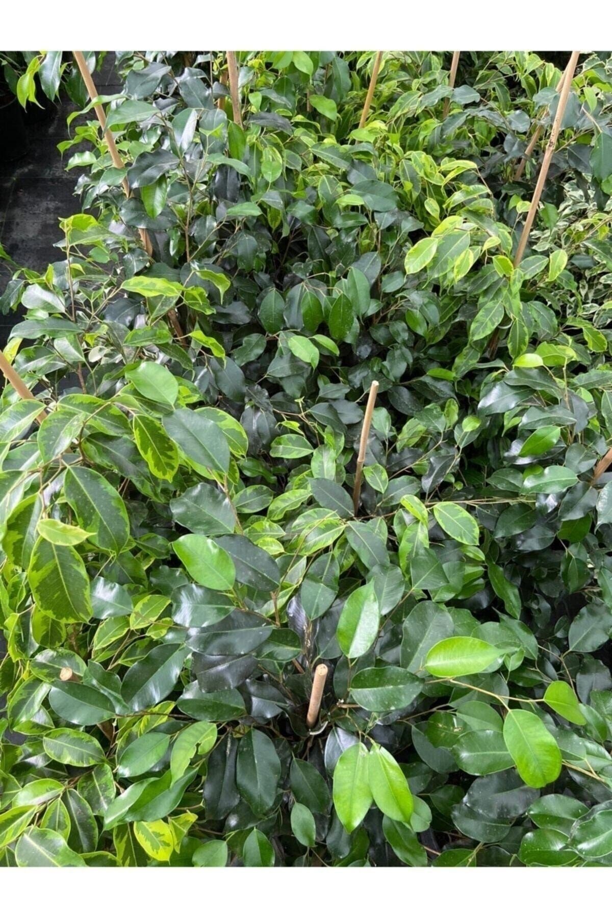 Ficus Benjamin Salon Bitkisi 60-100cm