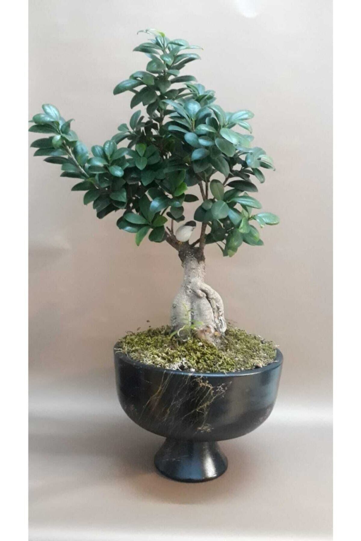 Ficus Bonsai