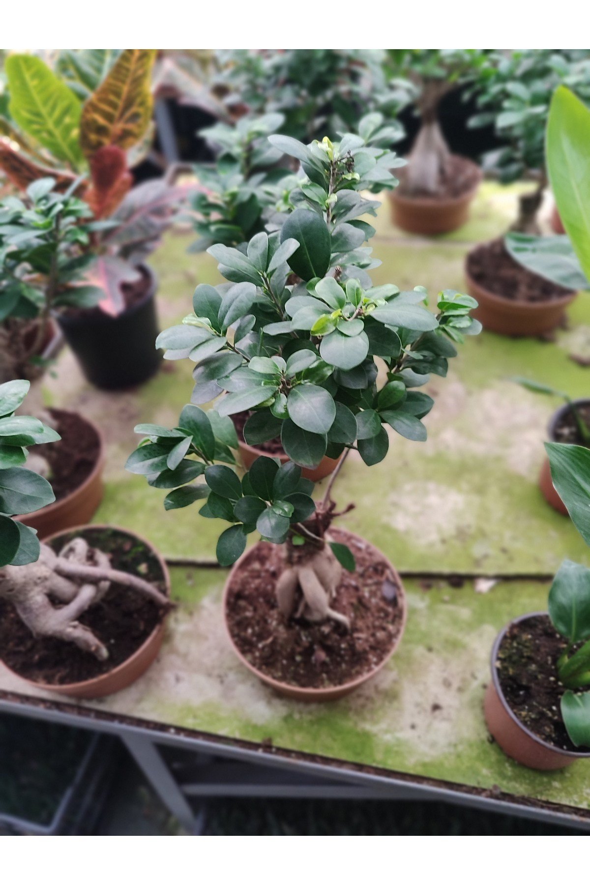 FİCUS BONSAİ, CANLI ÇİÇEK
