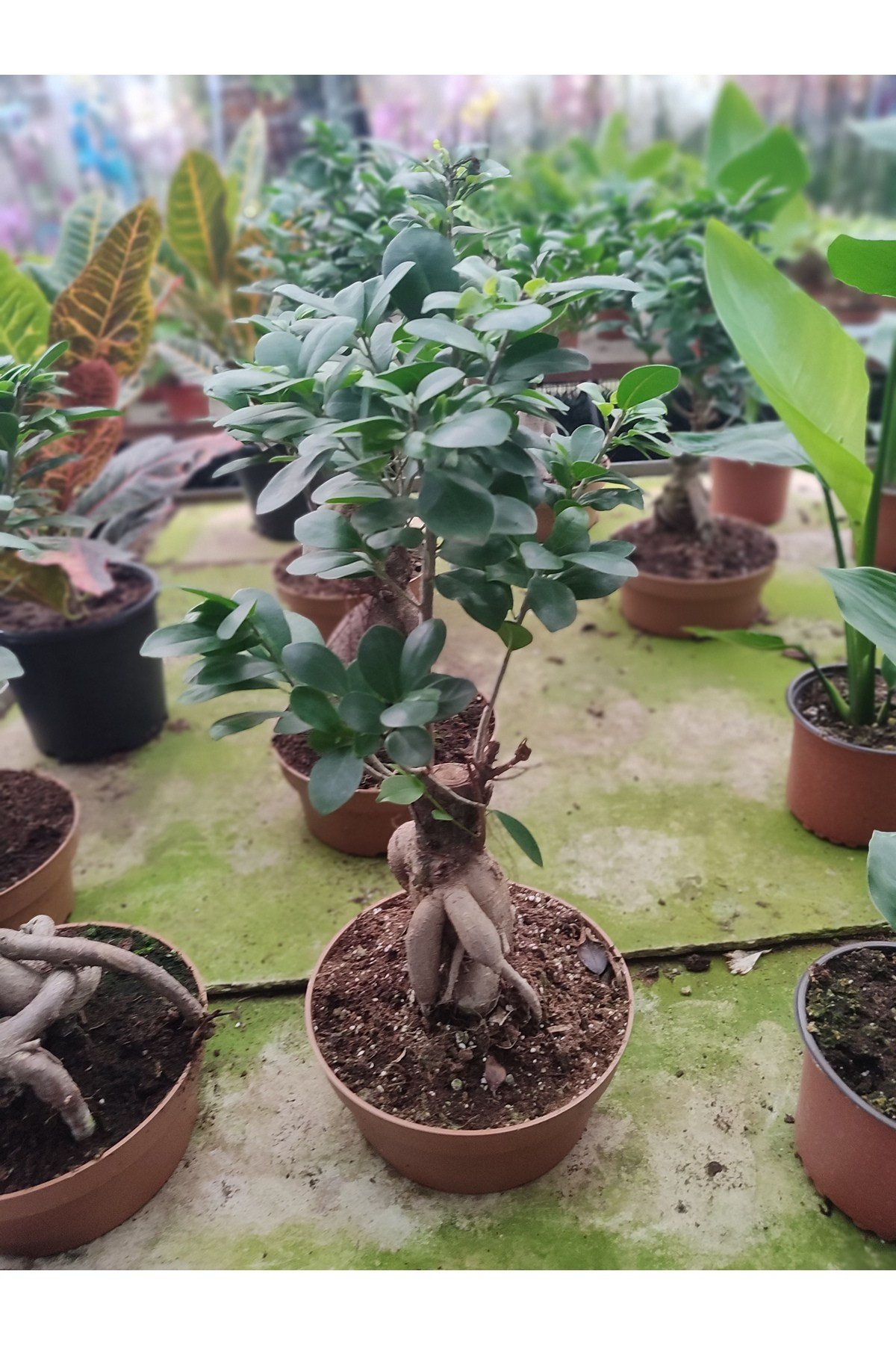 FİCUS BONSAİ, CANLI ÇİÇEK