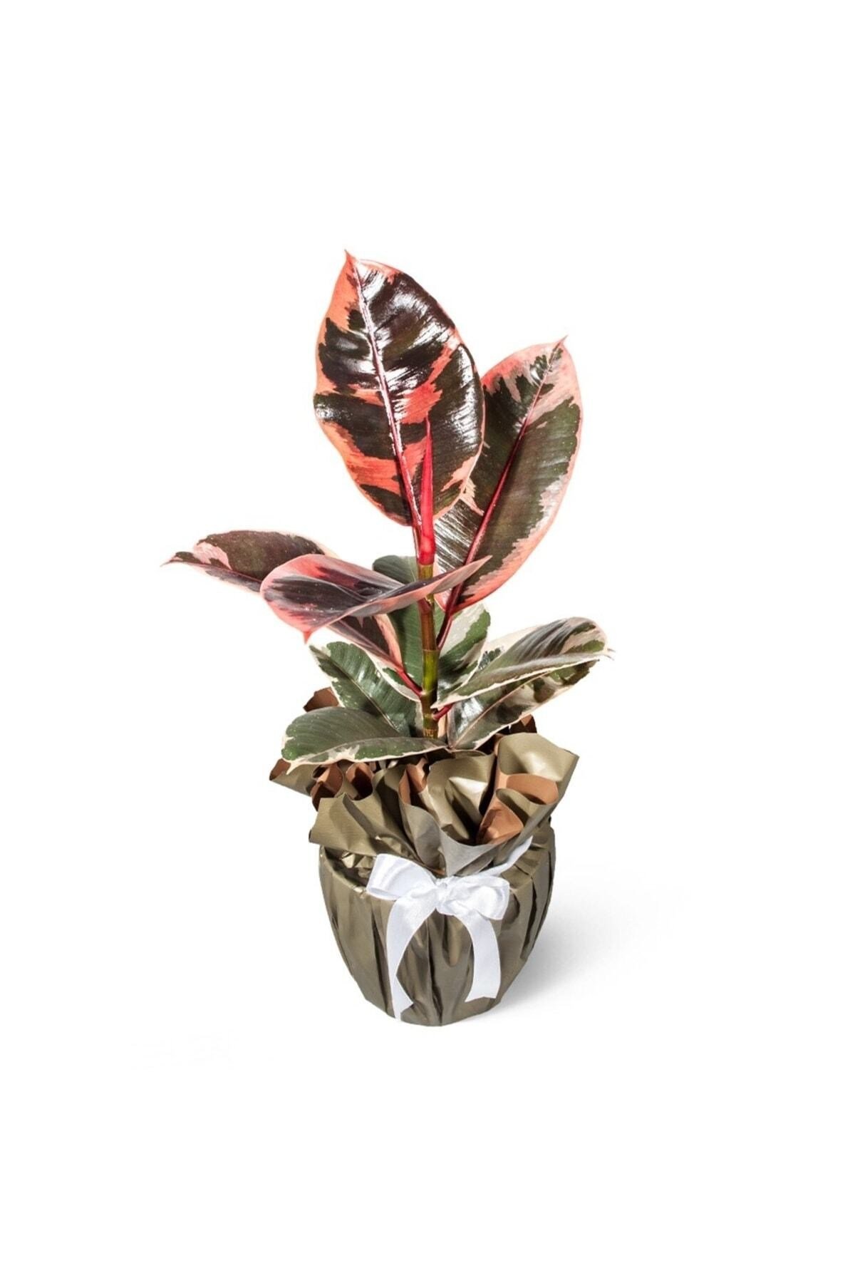 Ficus Elastica Belize (kauçuk Ağacı)