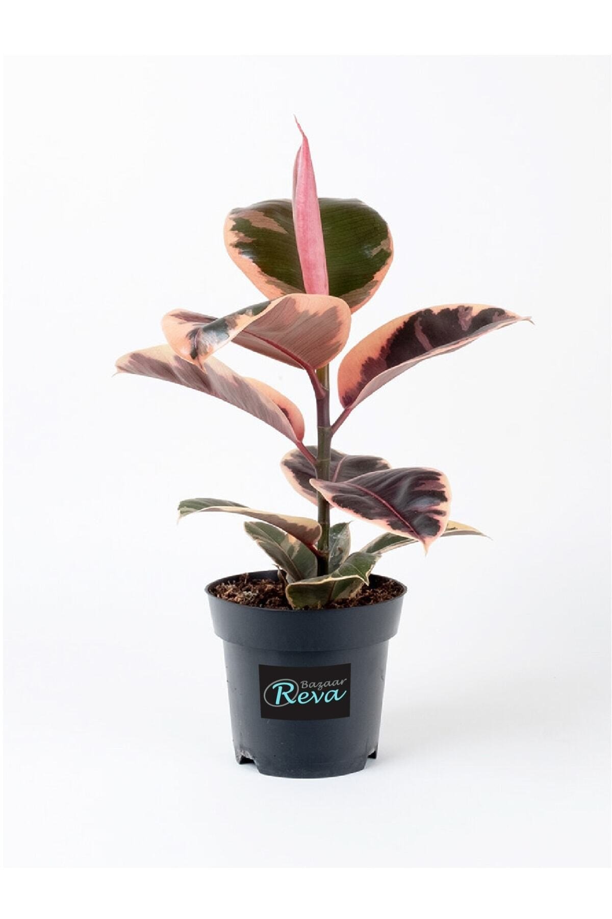 Ficus Elastica Belize | Kauçuk Çiçeği | S.çapı 12cm | Ev Ofis Salon Iç Mekan Bitkisi