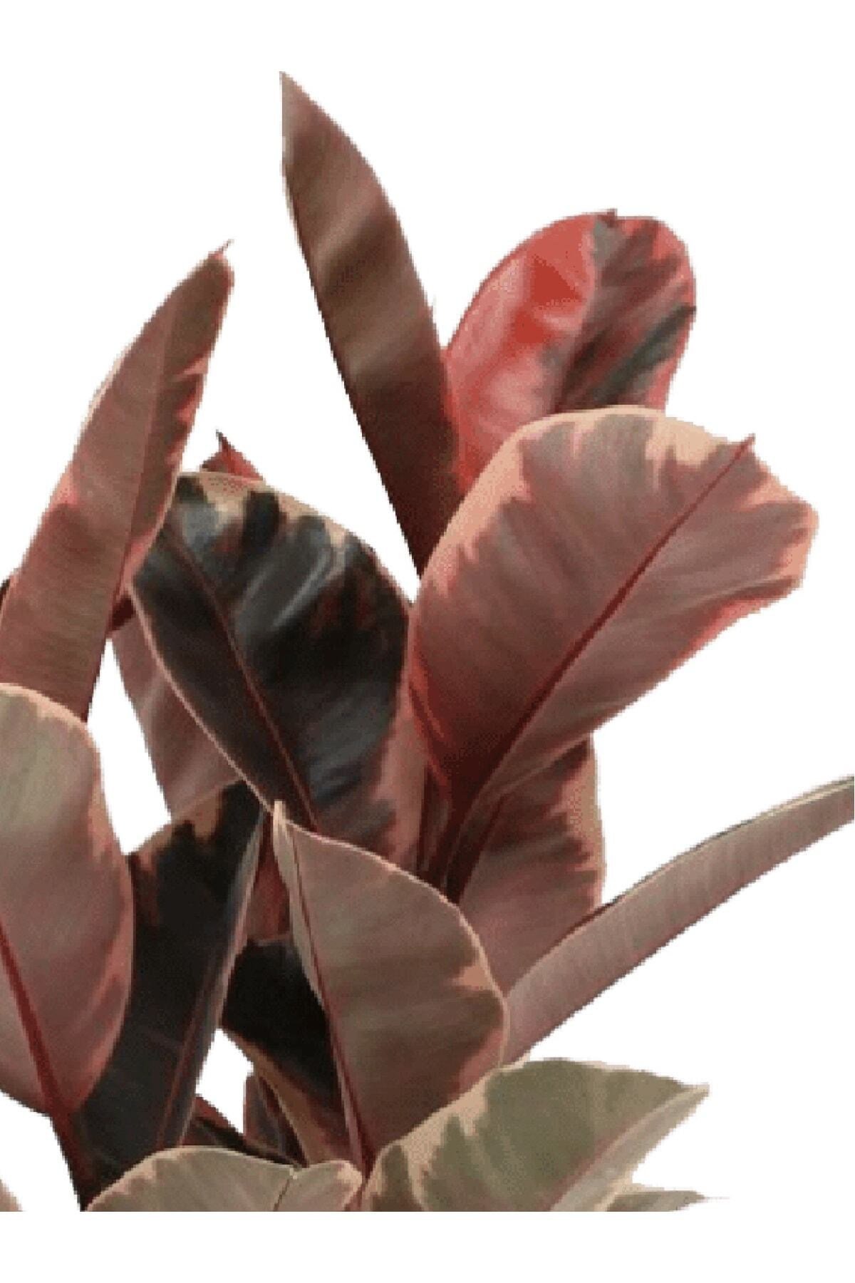 Ficus Elastica Belize | Kauçuk Çiçeği | S.çapı 12cm | Ev Ofis Salon Iç Mekan Bitkisi