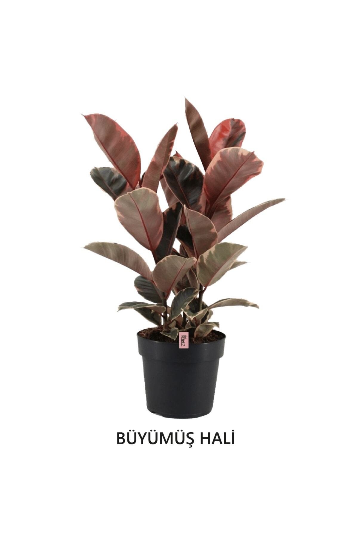 Ficus Elastica Belize | Kauçuk Çiçeği | S.çapı 12cm | Ev Ofis Salon Iç Mekan Bitkisi