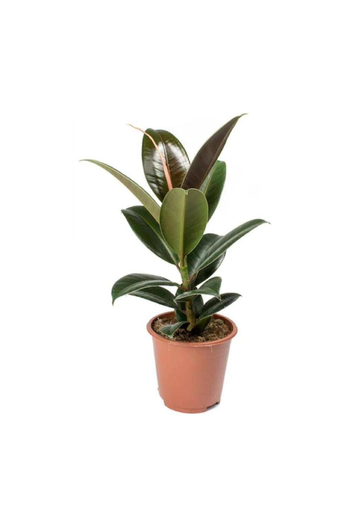 Ficus Elastica (Kauçuk) 60-80 cm - Croton Petra (Kraton) 30-40 cm