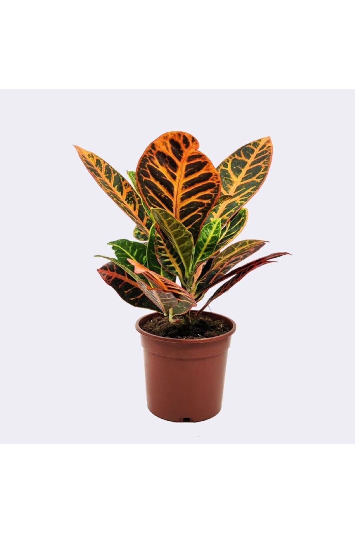 Ficus Elastica (Kauçuk) 60-80 cm - Croton Petra (Kraton) 30-40 cm