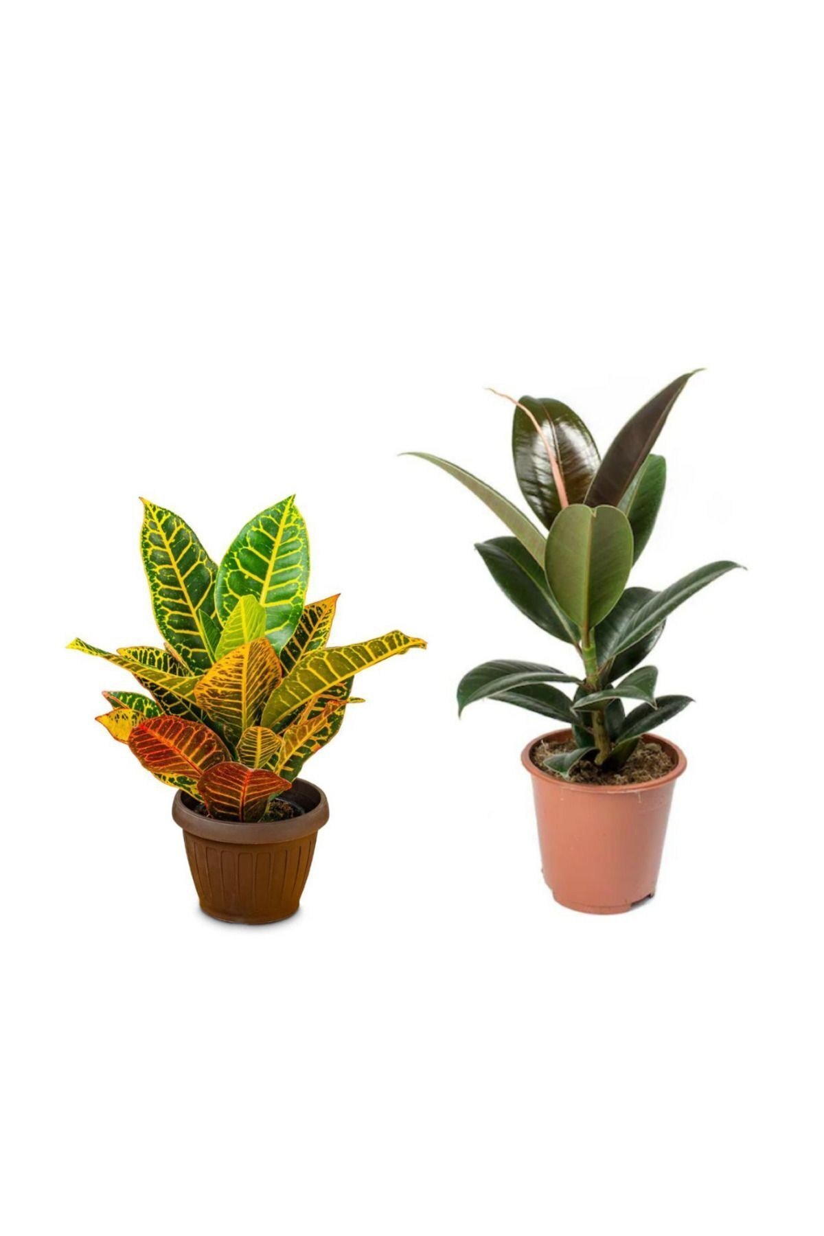 Ficus Elastica (Kauçuk) 60-80 cm - Croton Petra (Kraton) 30-40 cm