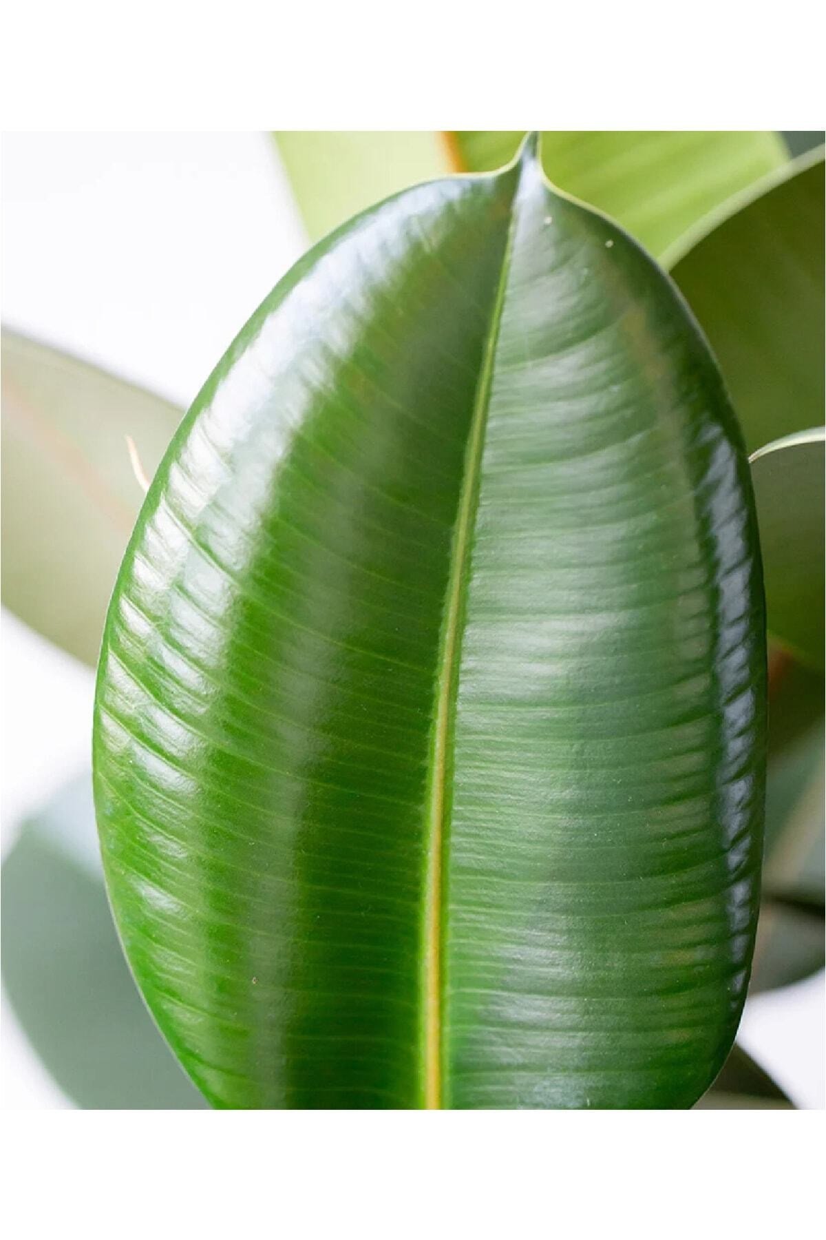 Ficus Elastica Robusta | Kauçuk Çiçeği | S.çapı 12cm | Ev Ofis Salon Iç Mekan Bitkisi