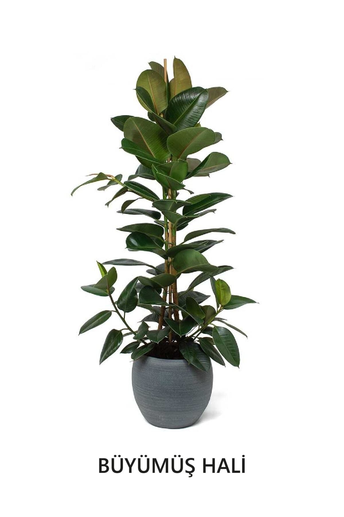 Ficus Elastica Robusta | Kauçuk Çiçeği | S.çapı 12cm | Ev Ofis Salon Iç Mekan Bitkisi