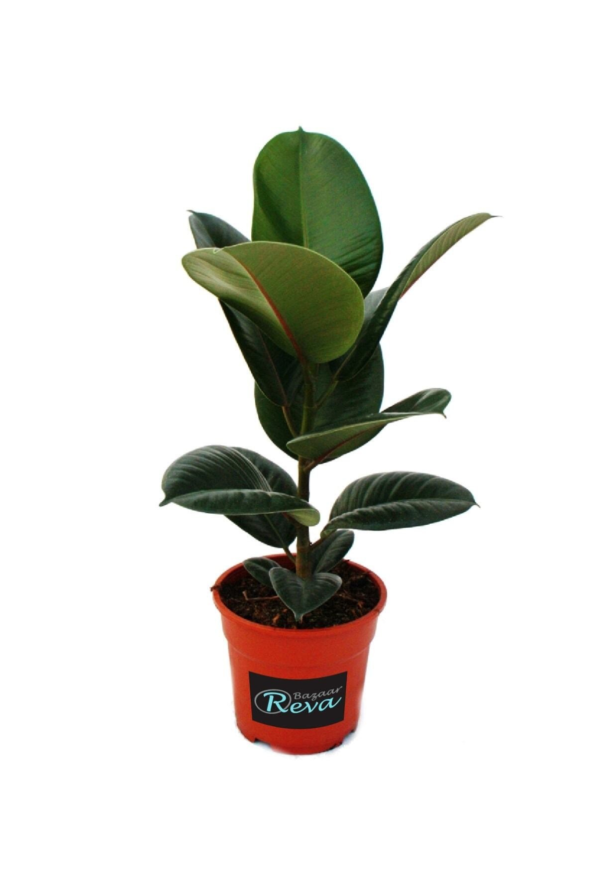Ficus Elastica Robusta | Kauçuk Çiçeği | S.çapı 12cm | Ev Ofis Salon Iç Mekan Bitkisi