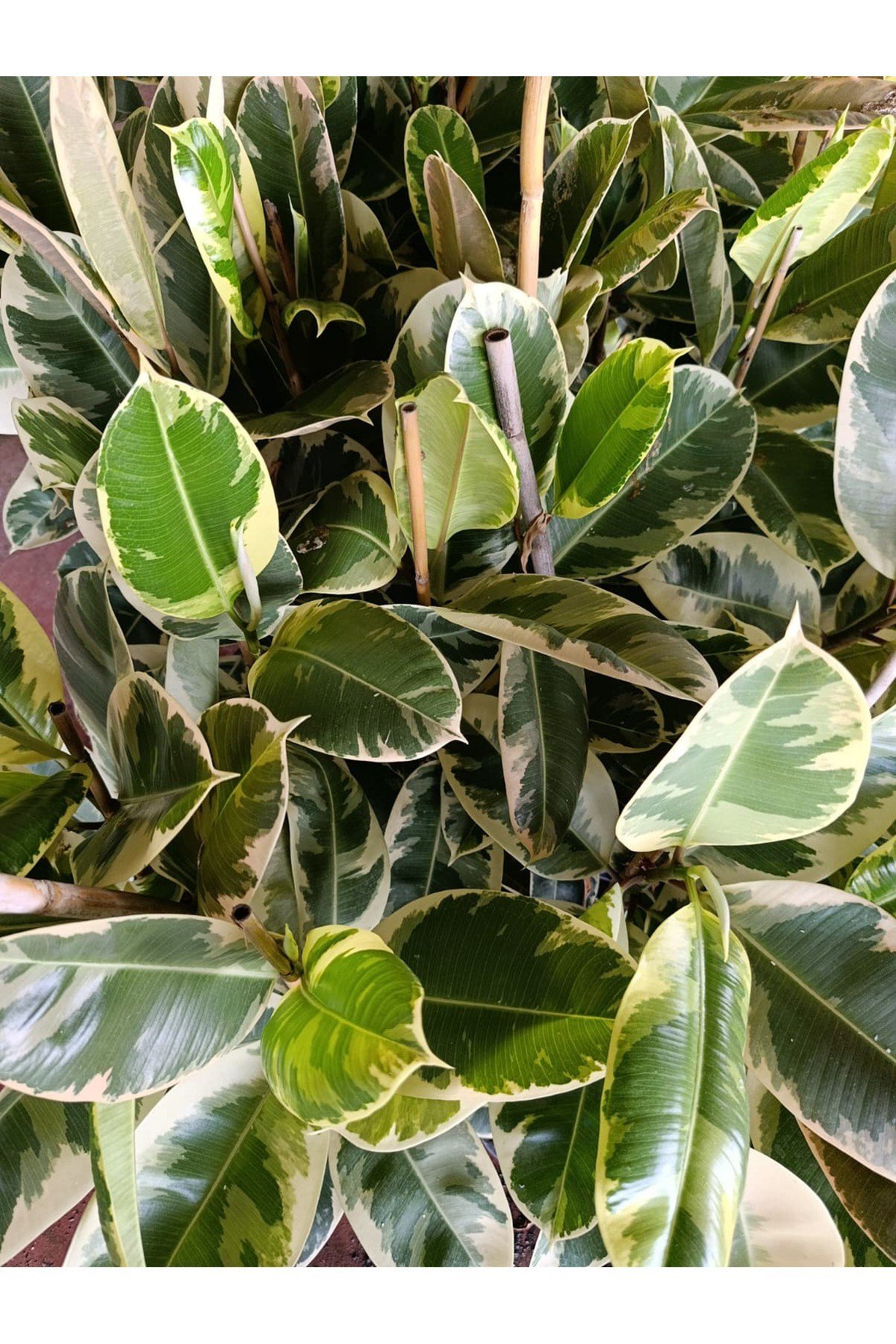 Ficus Elastica Tineke Alacalı Kauçuk Bitkisi