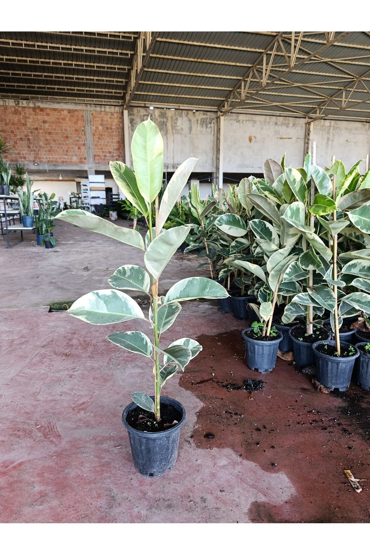 Ficus Elastica Tineke Alacalı Kauçuk Bitkisi