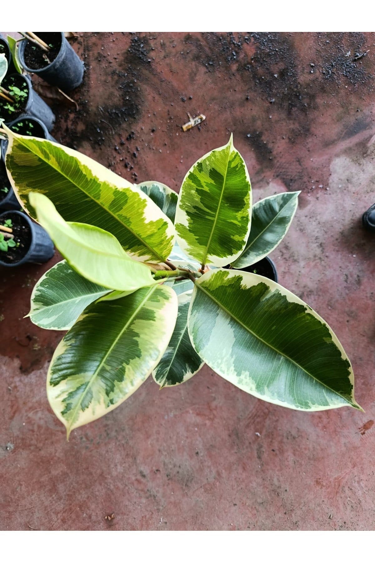 Ficus Elastica Tineke Alacalı Kauçuk Bitkisi