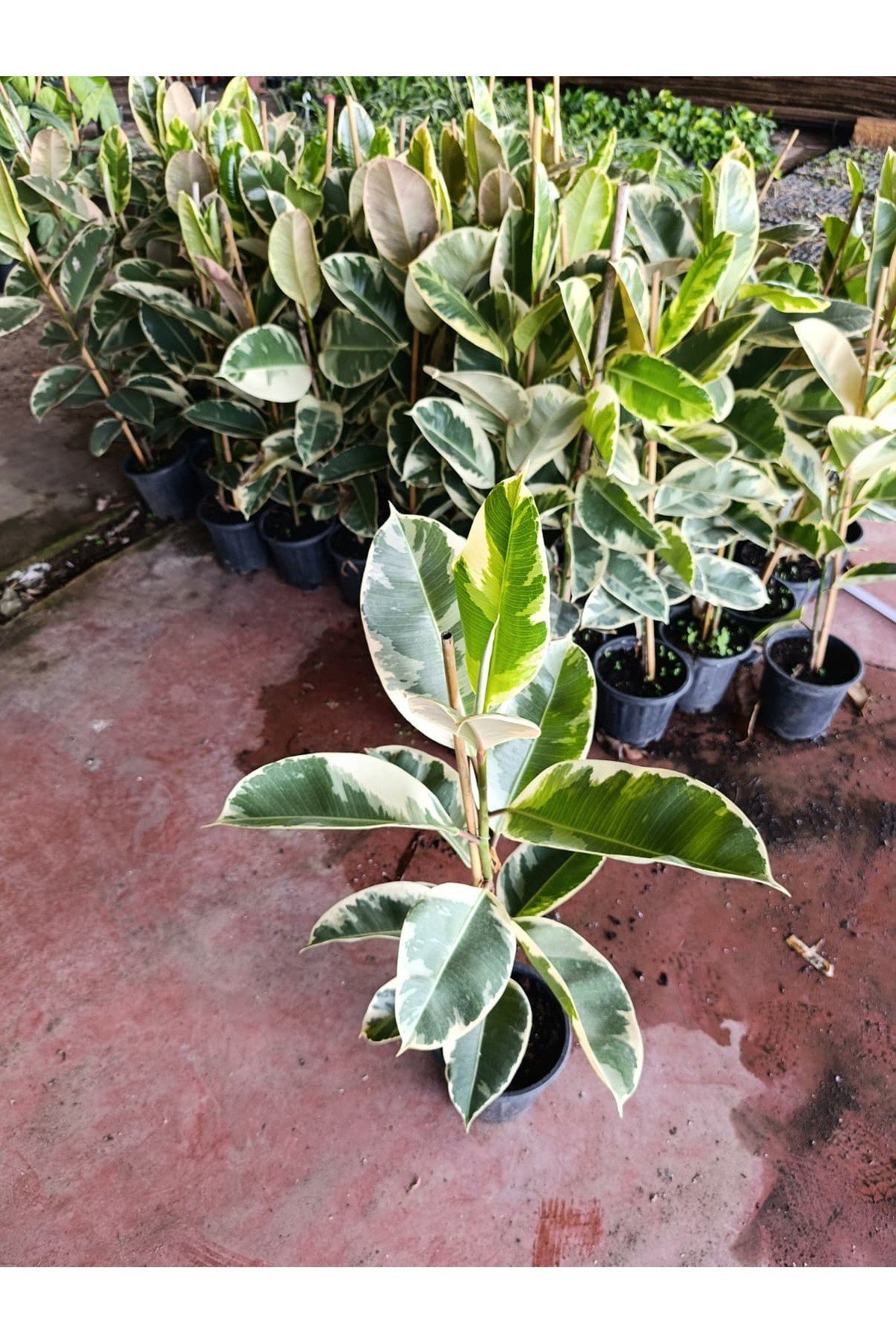 Ficus Elastica Tineke Alacalı Kauçuk Bitkisi