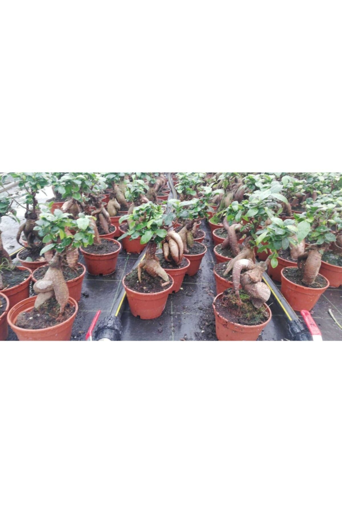 Ficus Gingseng Bonsai Ağacı Saksı Çapı Boyu 30-45 Cm