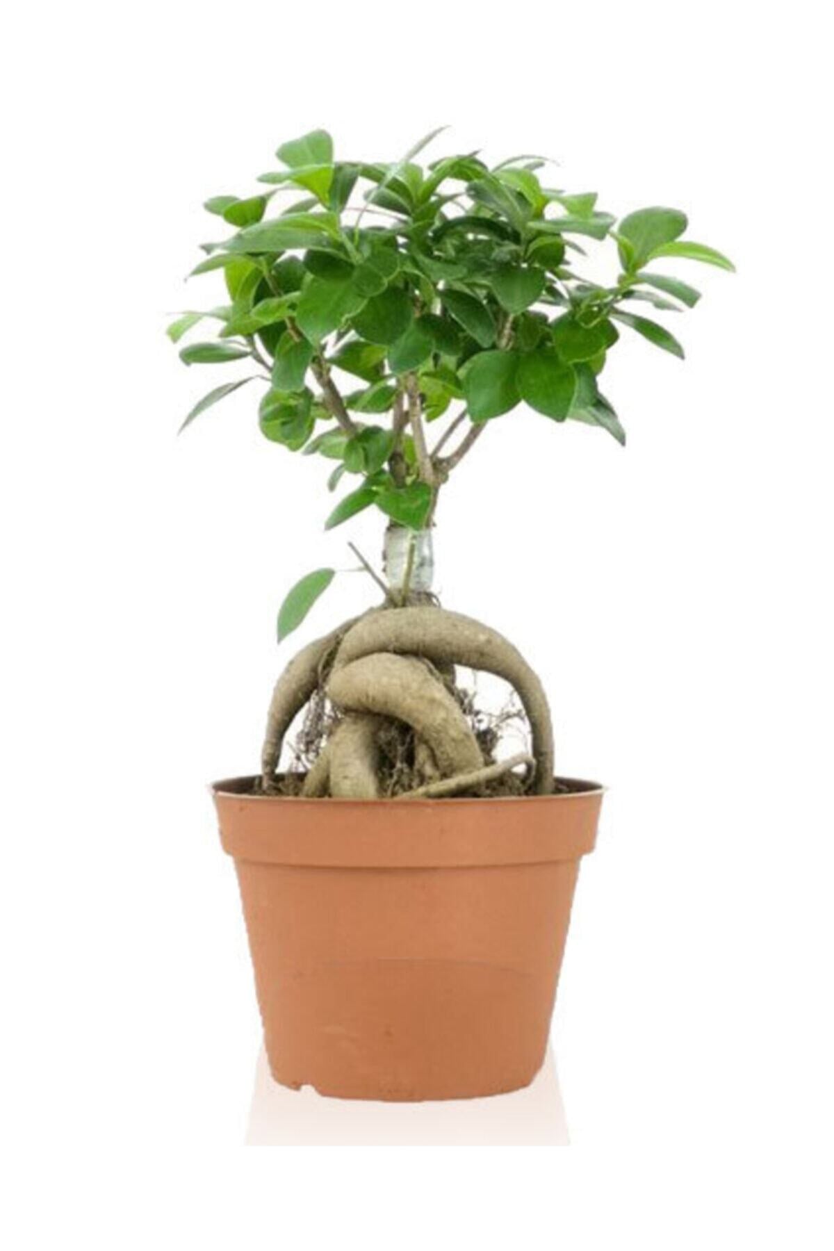 Ficus Gingseng Bonsai Ağacı Saksı Çapı Boyu 30-45 Cm