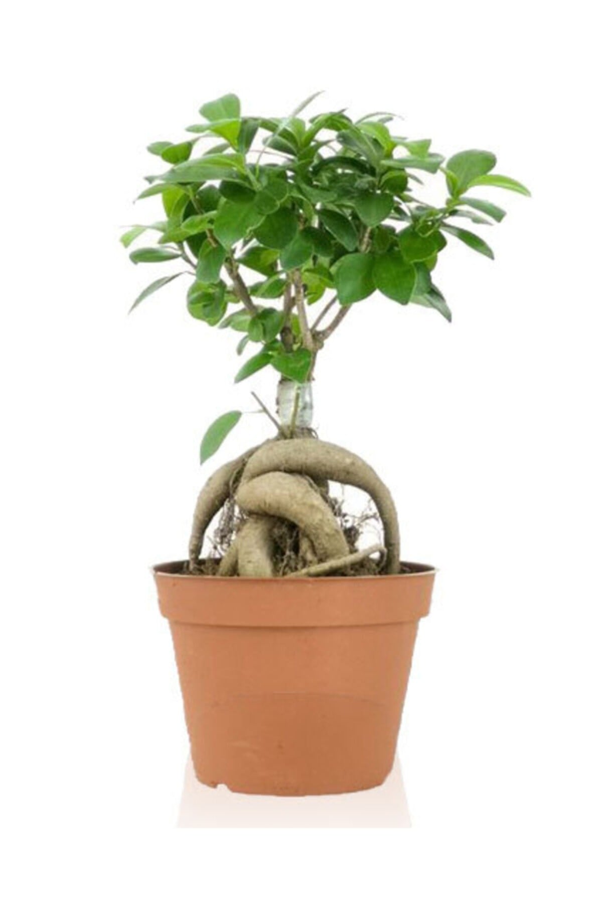 Ficus Gingseng Bonsai Ağacı Saksı Çapı Boyu 30-45 Cm