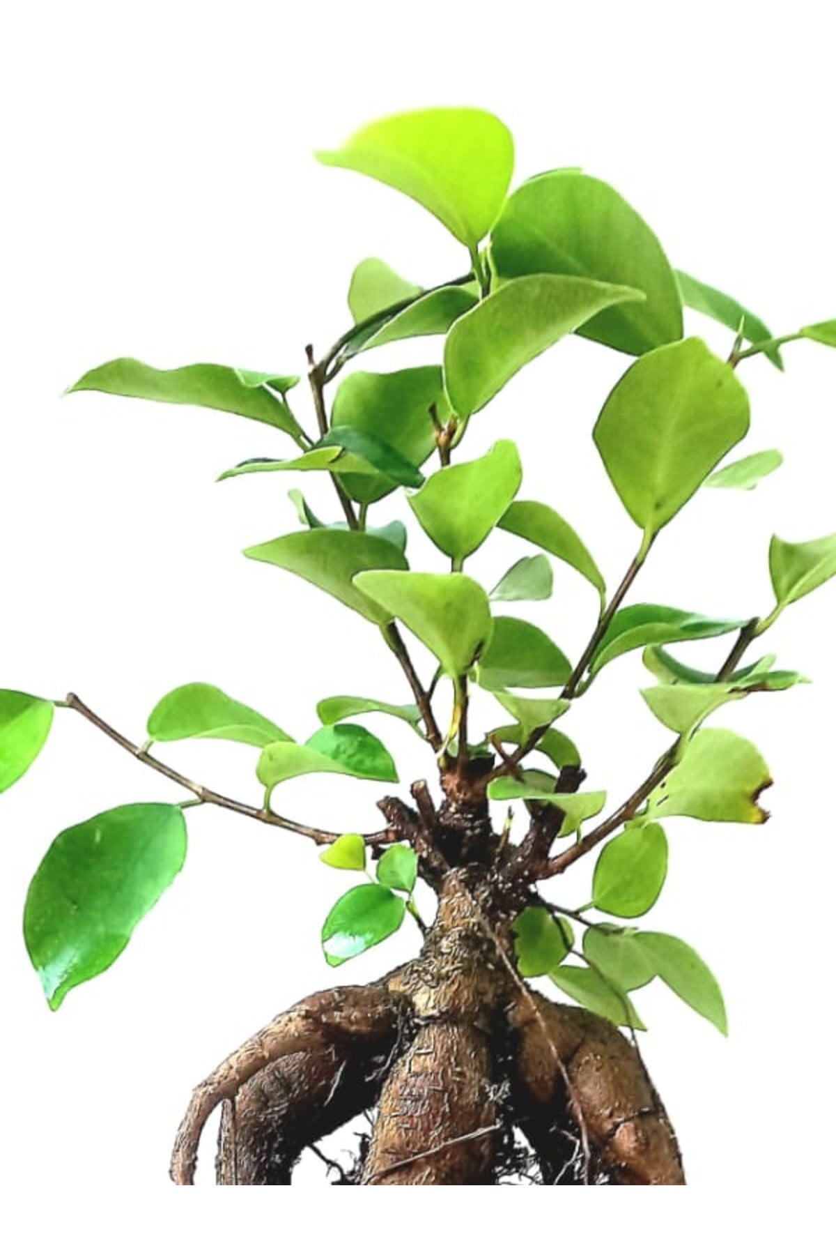 Ficus Ginseng Bonsai 8,5 Saksıda