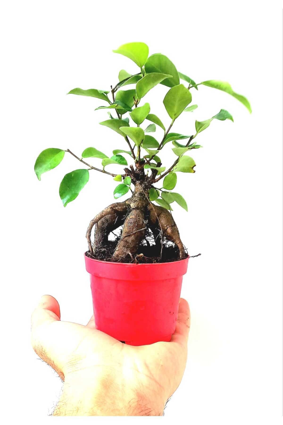 Ficus Ginseng Bonsai 8,5 Saksıda