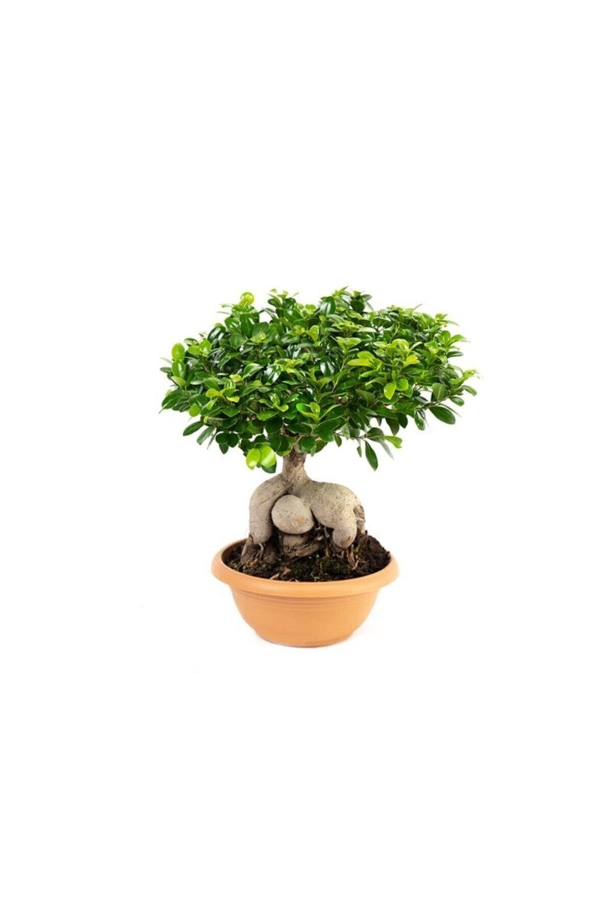 Ficus Ginseng Bonsai
