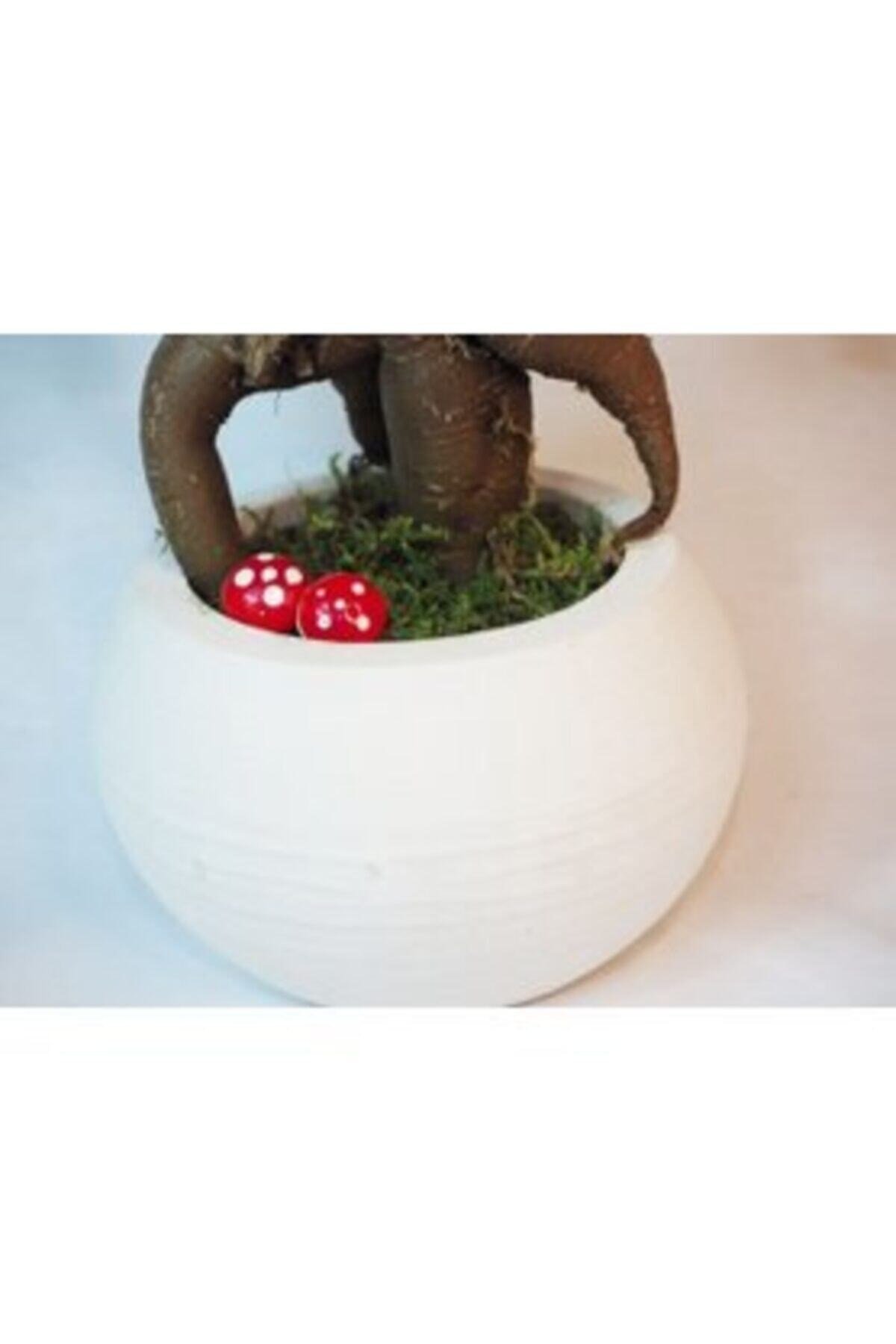 Ficus Ginseng Bonsai & Beyaz Venüs Beton Saksıda Hediyelik Canlı Çiçek