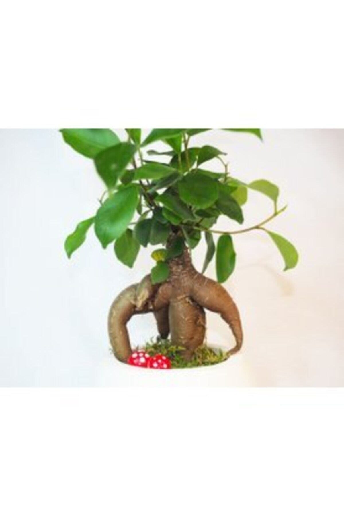 Ficus Ginseng Bonsai & Beyaz Venüs Beton Saksıda Hediyelik Canlı Çiçek
