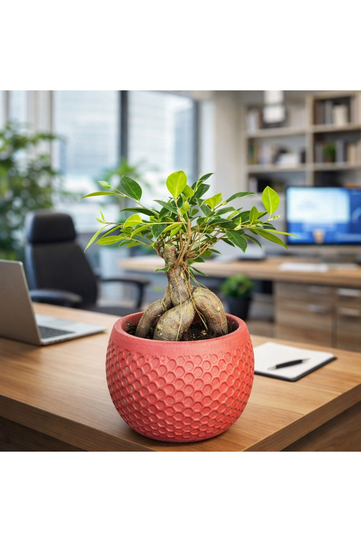 Ficus Ginseng Bonsai Canlı Bitki – Kırmızı Dekoratif Saksılı Mini Ağaç Ofis ve Salon İçin