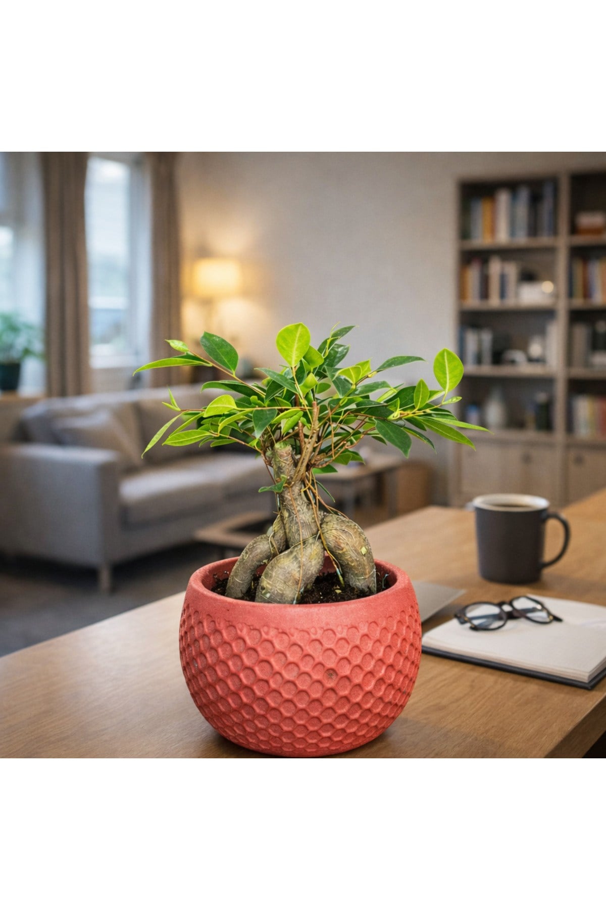 Ficus Ginseng Bonsai Canlı Bitki – Kırmızı Dekoratif Saksılı Mini Ağaç Ofis ve Salon İçin