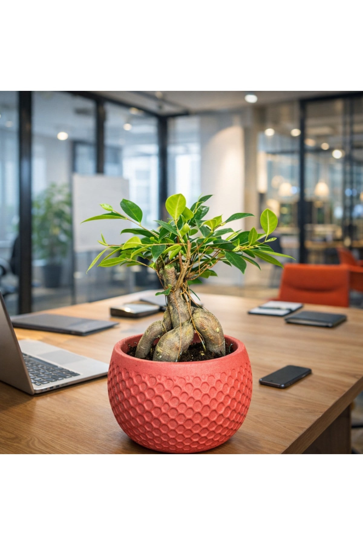 Ficus Ginseng Bonsai Canlı Bitki – Kırmızı Dekoratif Saksılı Mini Ağaç Ofis ve Salon İçin