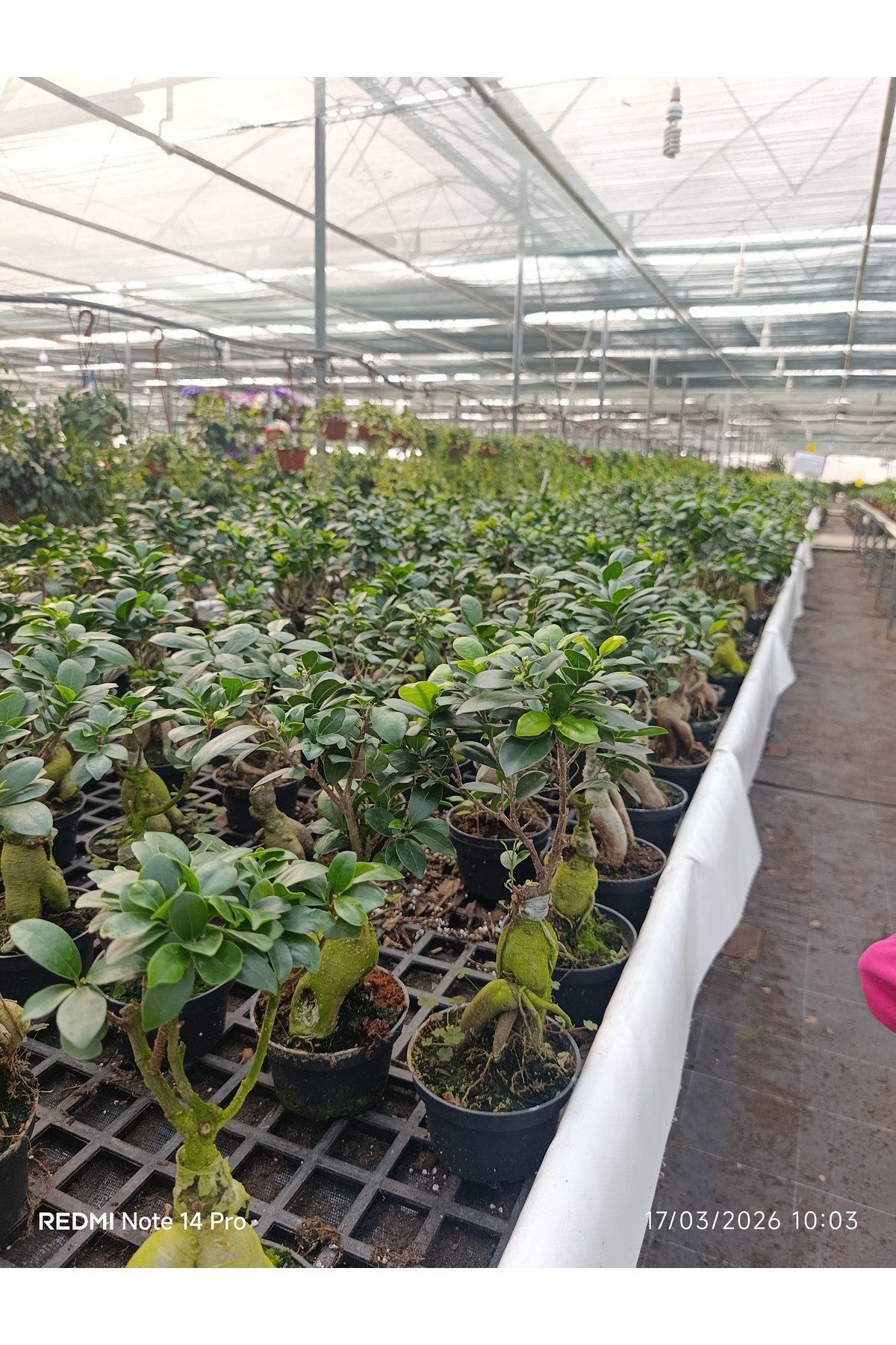 Ficus Ginseng Bonsai Canlı Bitki - Özel Formlu İthal Dekoratif Saksılı Ağaç - Ev Ofis Hediyesi