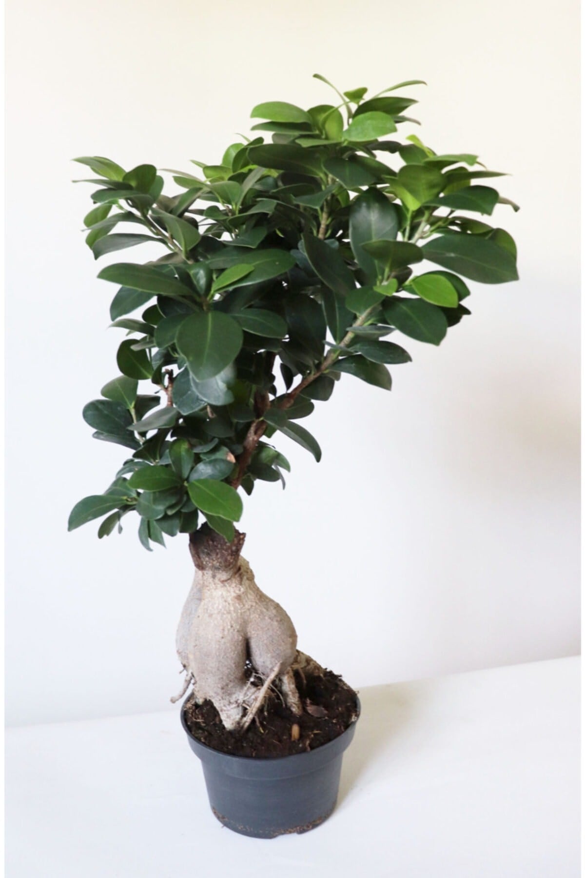 Ficus Ginseng Bonsai Ev Ofis Salon Bitkisi