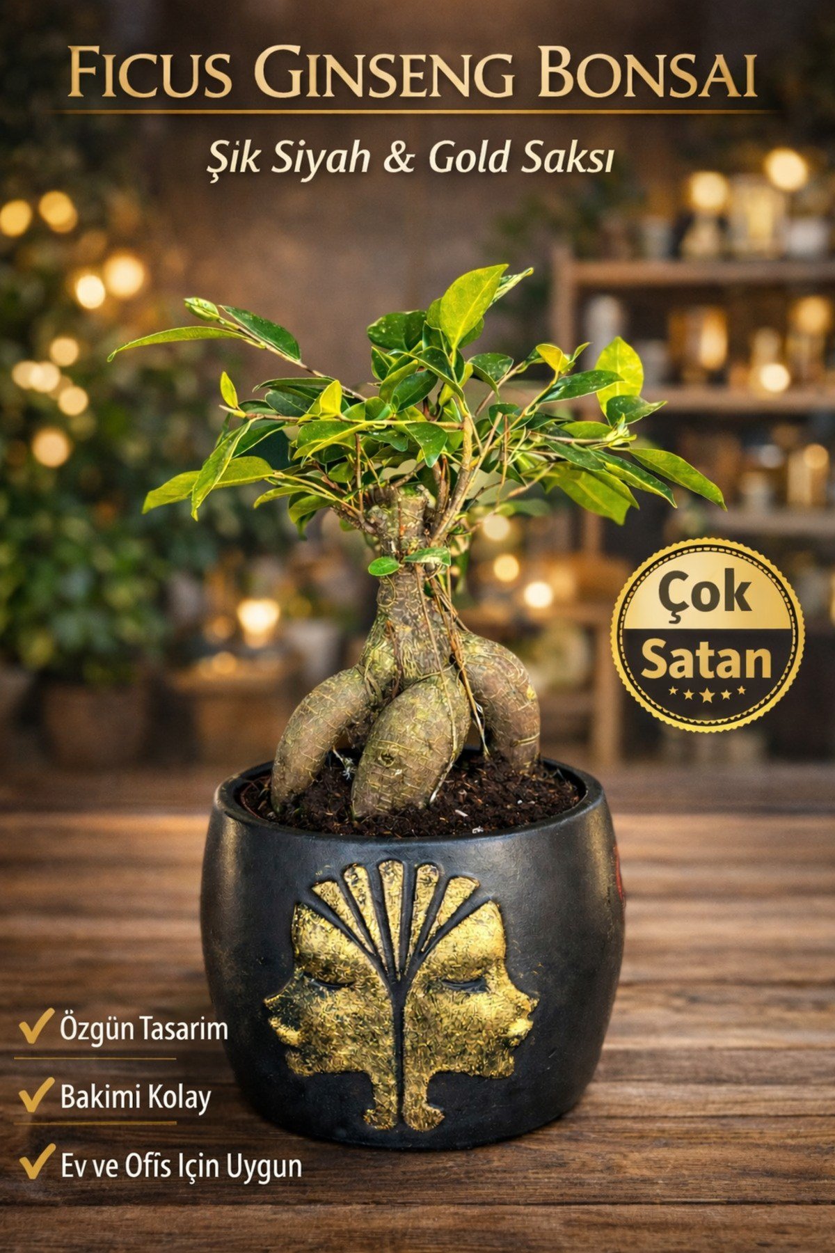 Ficus Ginseng Bonsai Gold Figürlü Siyah Saksı Dekoratif Mini Bonsai Ev Ofis Bitkisi