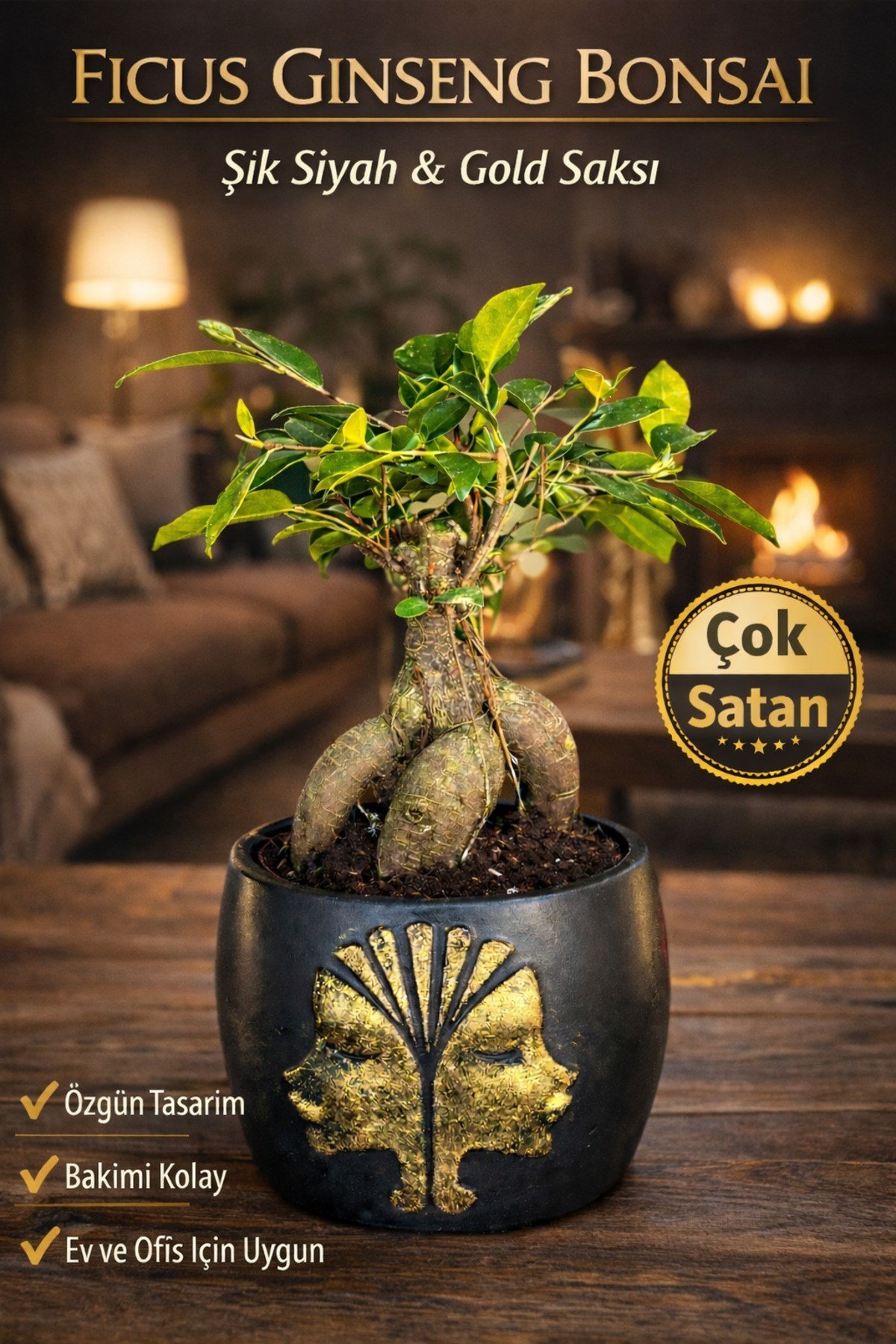 Ficus Ginseng Bonsai Gold Figürlü Siyah Saksı Dekoratif Mini Bonsai Ev Ofis Bitkisi