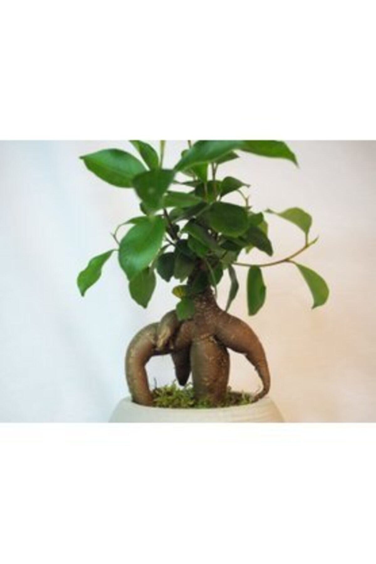 Ficus Ginseng Bonsai & Gri Venüs Beton Saksıda Hediyelik Canlı Çiçek