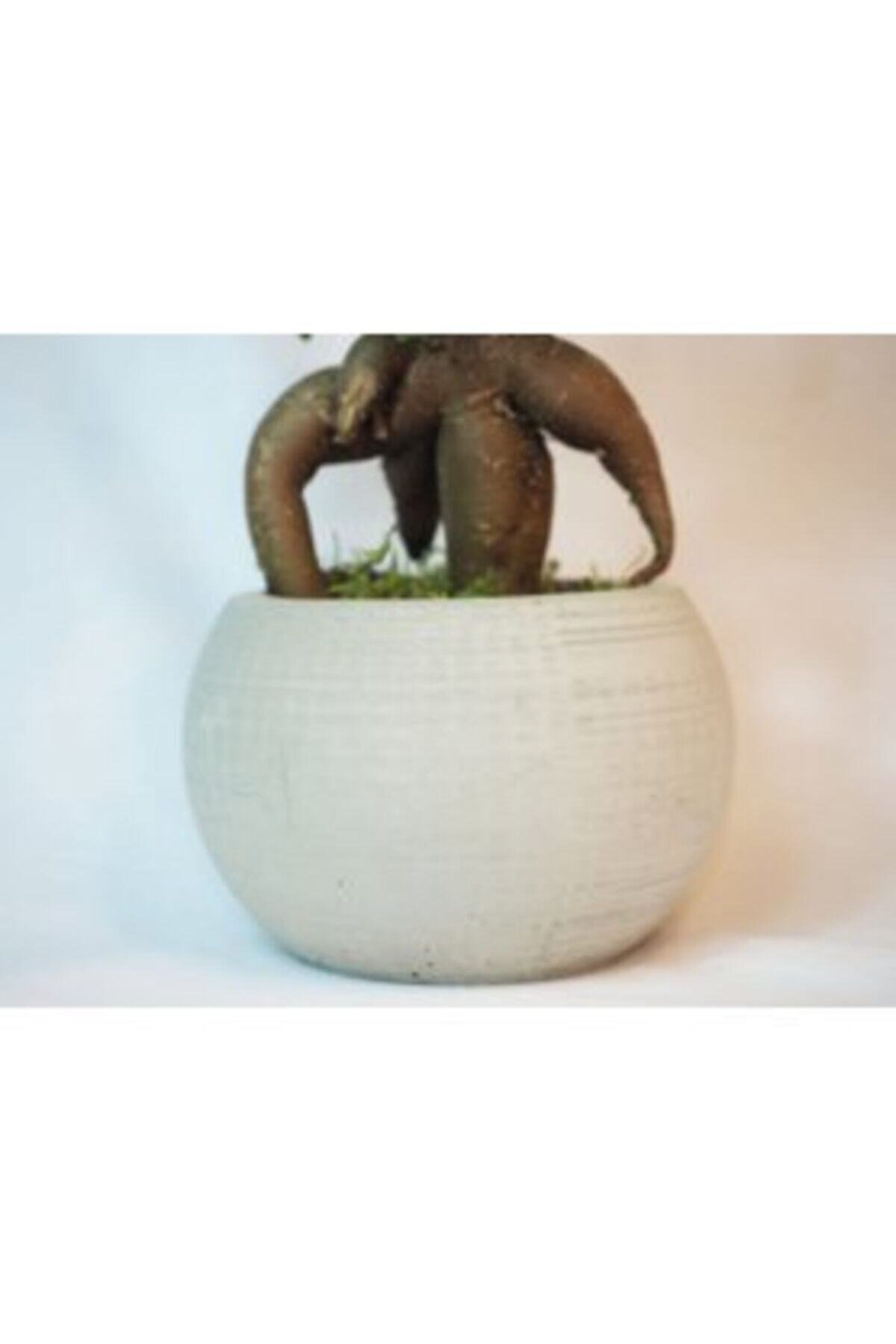 Ficus Ginseng Bonsai & Gri Venüs Beton Saksıda Hediyelik Canlı Çiçek