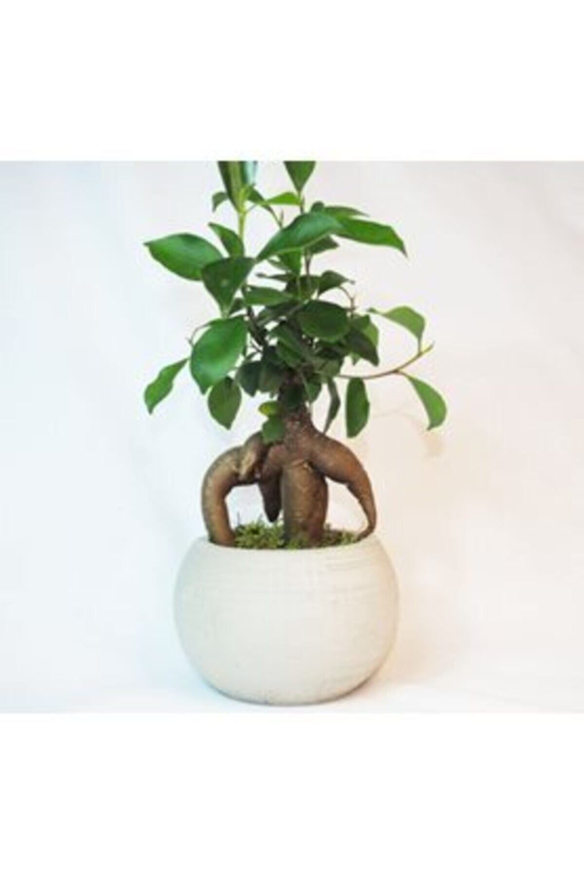 Ficus Ginseng Bonsai & Gri Venüs Beton Saksıda Hediyelik Canlı Çiçek