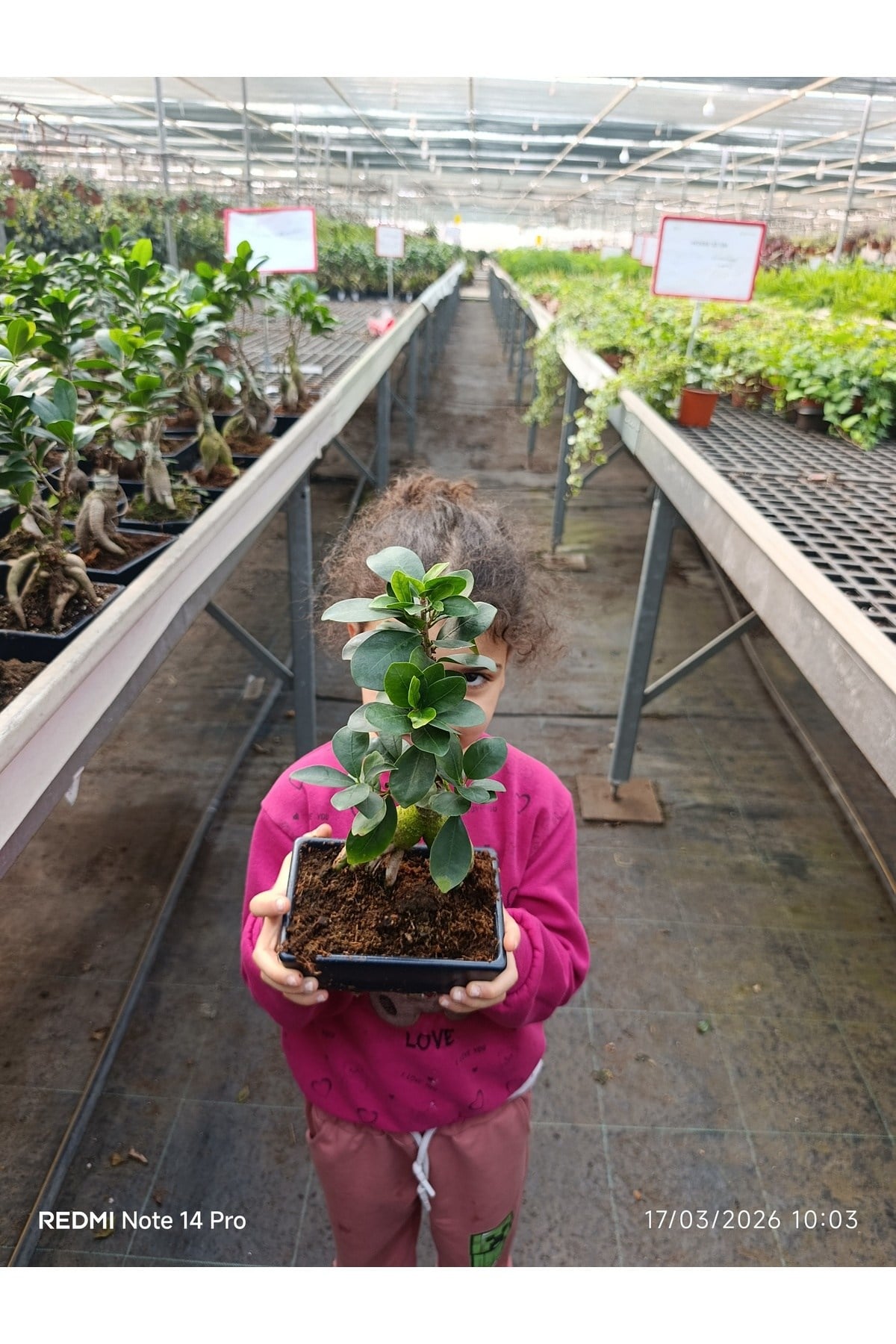 Ficus Ginseng Bonsai - Özel Tasarım Seramik Saksılı Canlı Bitki - Masa Üstü Egzotik Dekoratif Ağaç
