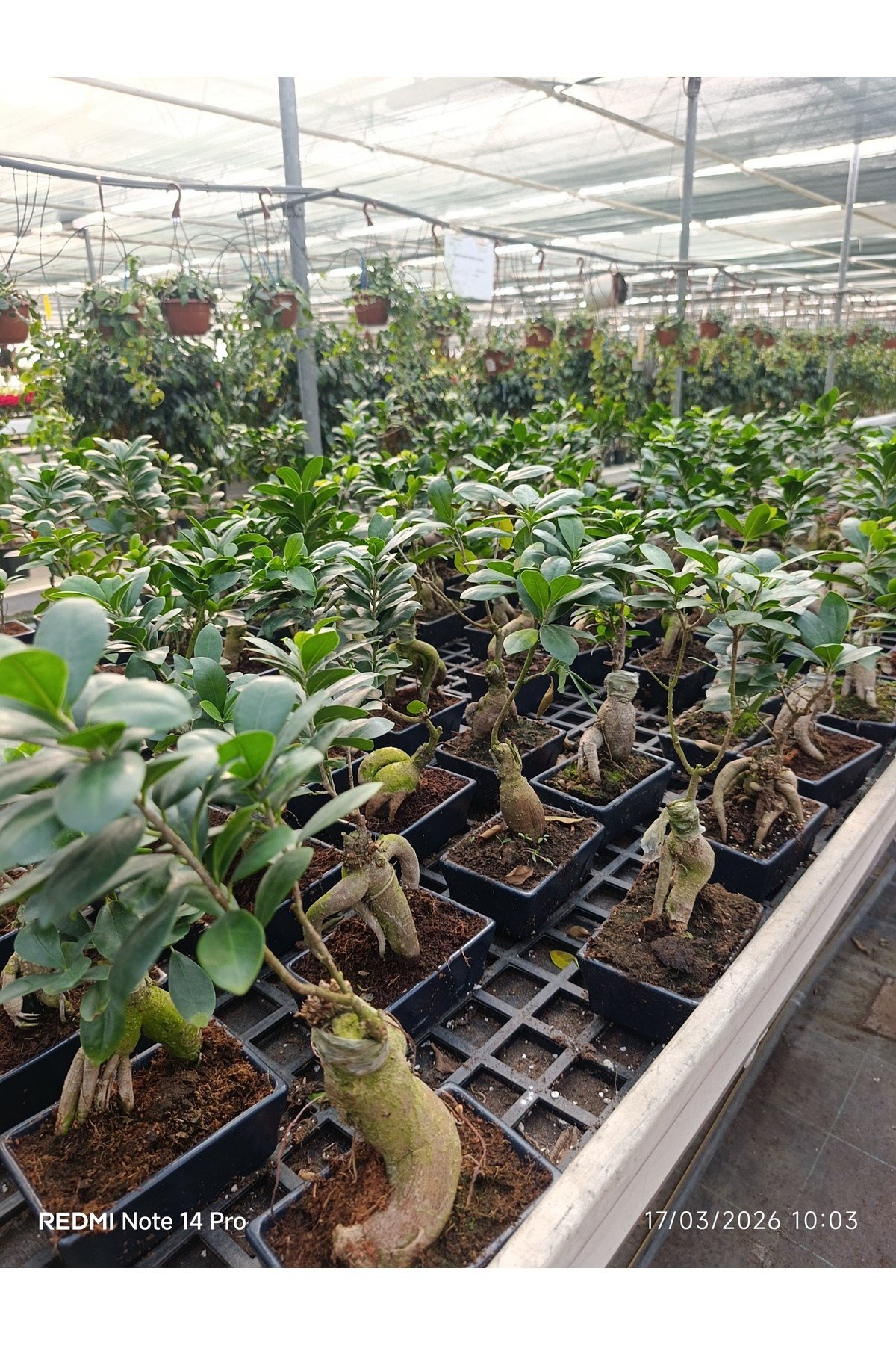 Ficus Ginseng Bonsai - Özel Tasarım Seramik Saksılı Canlı Bitki - Masa Üstü Egzotik Dekoratif Ağaç