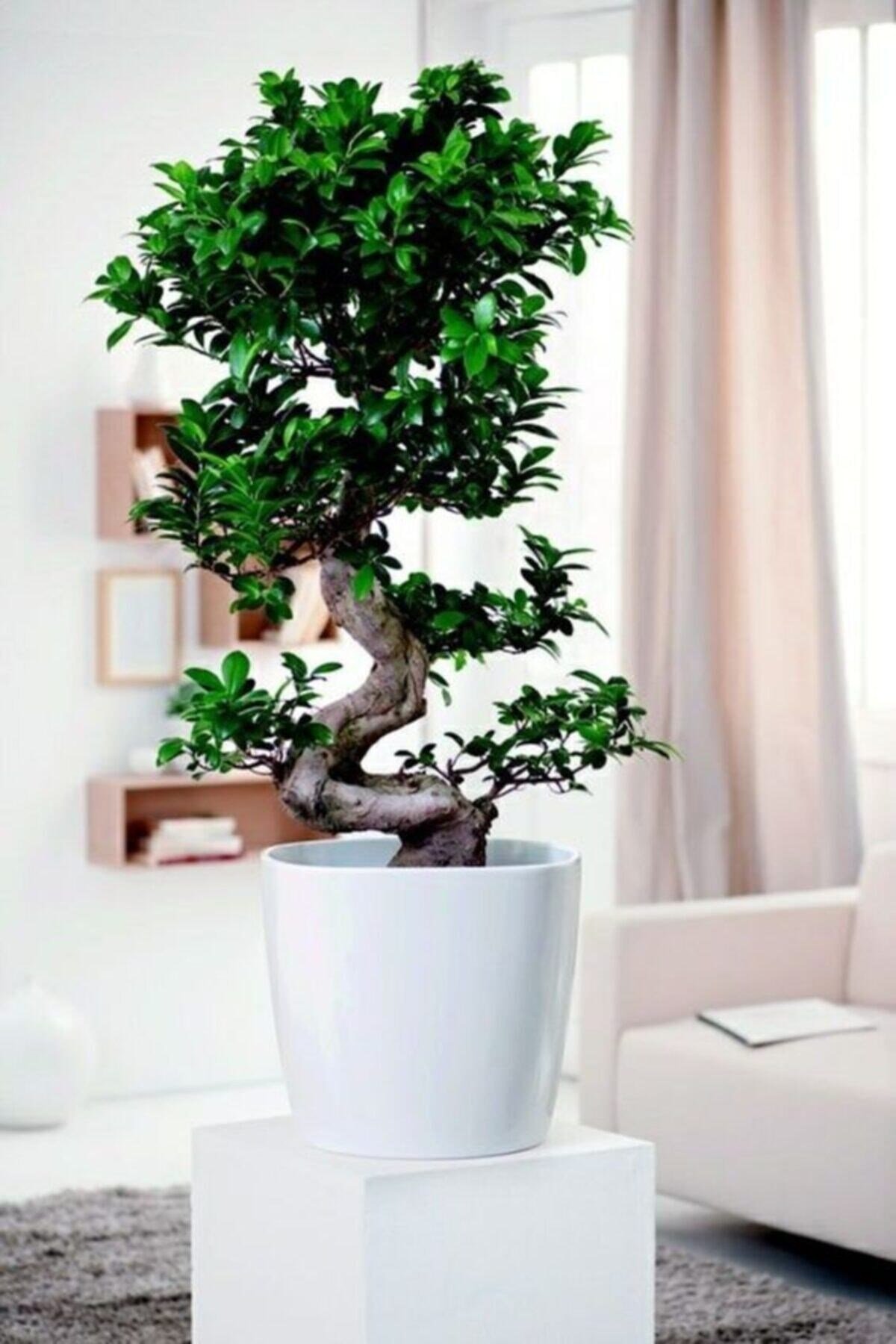 Ficus Ithal S Bonsai